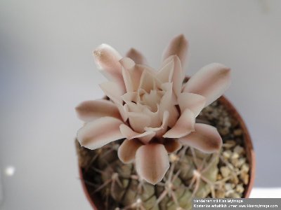 Gymnocalycium bodenbenderianum BKS 107 2010 Juli29 014_klein.jpg