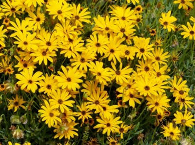 Osteospermum oppositifolium.jpg