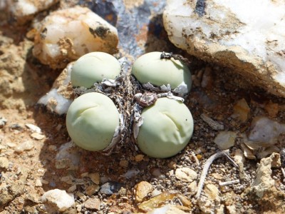 Conophytum calculus.jpg