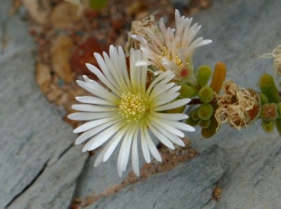 Drosanthemum schoenlandium.jpg