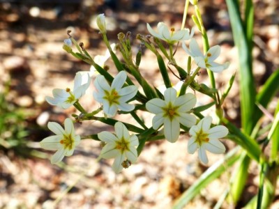 Moraea nana.jpg