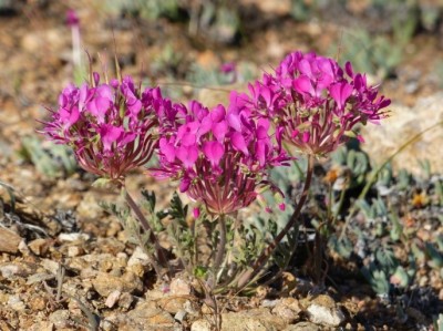 Pelargonium incrassatum.jpg