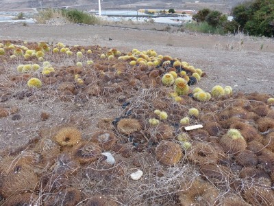 Echinocactus grusonii, Abfall (800x600).jpg