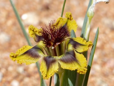 Ferraria divaricata.jpg