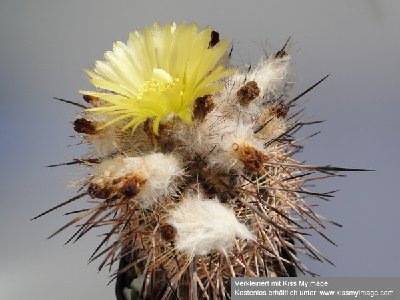 Eriosyce islayensis (I. copiapoides) 2010 Juli24 004_klein.jpg