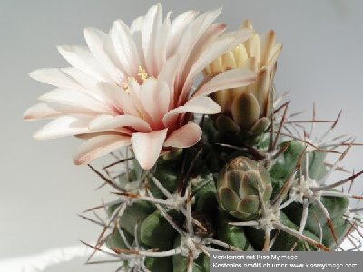 Gymnocalycium mostii 2010 Juli25 042_klein.jpg