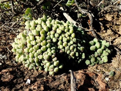 Conophytum bilobum.jpg