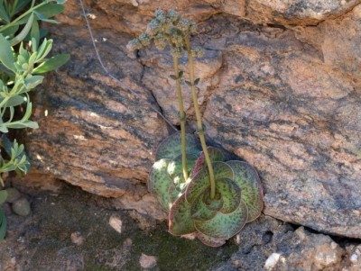 Crassula pseudohemisphaerica.jpg