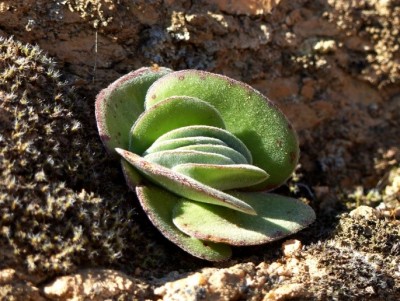 Crassula tomentosa.jpg