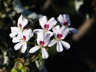 Pelargonium echinatum.jpg