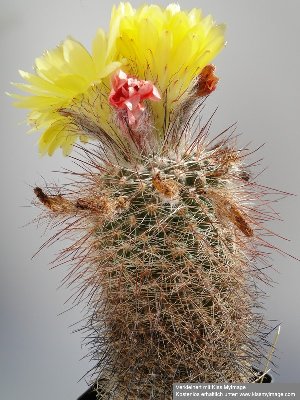 Parodia spec. 2010 Juli27 006_klein.jpg