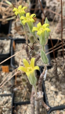 Tylecodon viridiflorus 7259.jpg (97.53 KiB) 17955 mal betrachtet Tylecodon viridiflorus