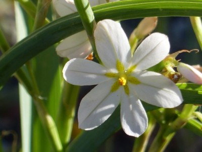 Moraea nana.jpg