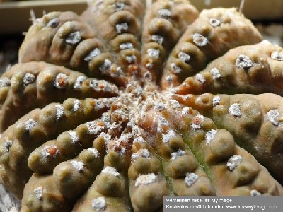 Gymnocalycium riojense Sprossung 2010 06 08_klein.jpg