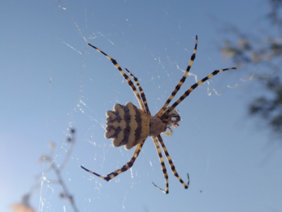 Argiope australis.png