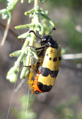 Ceroctis capensis.png