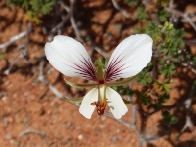 Pelargonium praemorsum.png