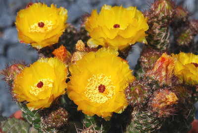 Tephrocactus weberi 02.jpg