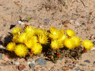 Cheiridopsis namaquensis.png