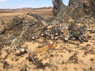 Pachypodium decaryi, Madag..JPG