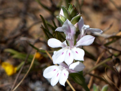 Lapeirousia divaricata.png