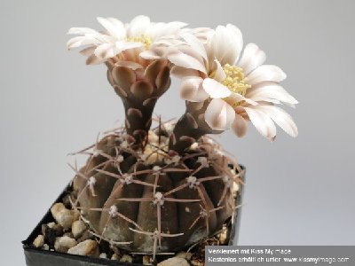 Gymnocalycium ochoterenae v. cinereum 2010 Juli2 014_klein.jpg