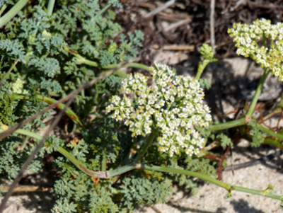 Capnophyllum africanum klein.png