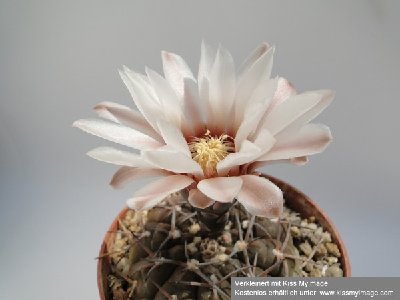 Gymnocalycium bodenbenderianum BKS 107 2010 2010 Juli2 009_klein.jpg