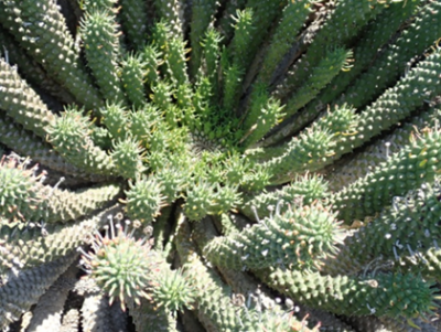 Euphorbia caput-medusae klein.png