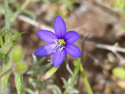 Aristea dichotoma.png