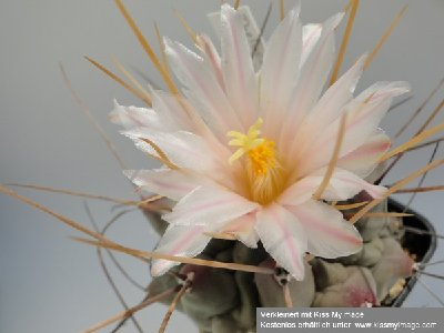 Thelocactus rinconensis 2010 Juli2 077_klein.jpg