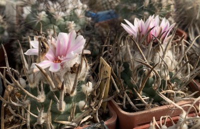 Turbinicarpus schmiedickeanus La Perdida, Aussaat 2005