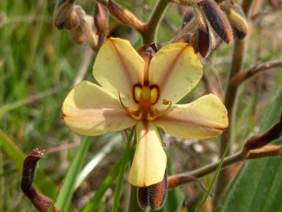 Wachendorfia paniculata.jpg