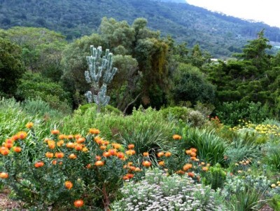 Protea Revier.jpg