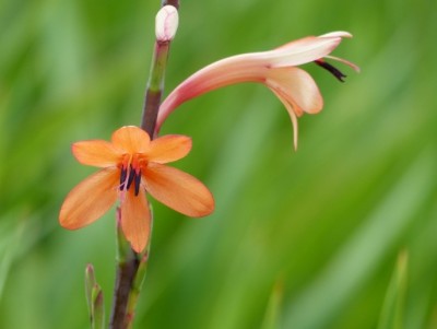 Watsonia tabularis.jpg