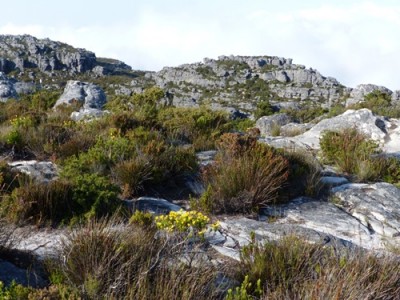 Tafelberg Plateau klein.jpg
