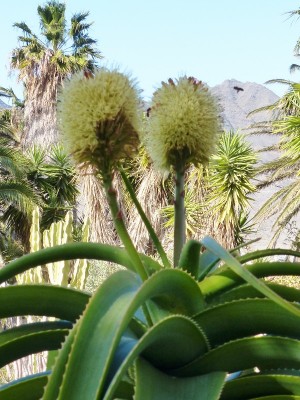 Aloe helenae mit Blüten (600x800).jpg