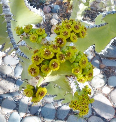 Euphorbia cooperii, Blüten (759x800).jpg