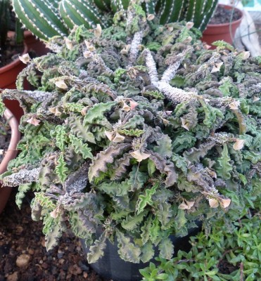 Euphorbia decaryi (741x800).jpg