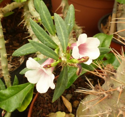 Pachypodium bispinosum  Blüten 1 (800x747).jpg