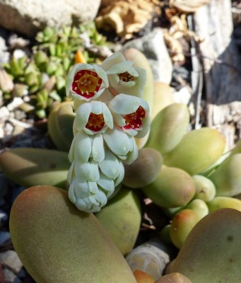 Pachyphytum bracteosum (682x800).jpg