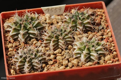 VoS_14-1559 _Gymnocalycium_mihanovichii.JPG