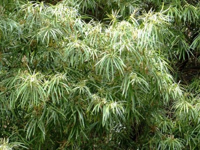Gelbholz Baum klein.jpg