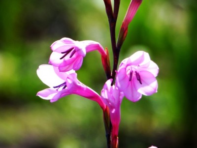 Watsonia coccinea.jpg