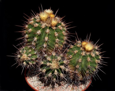 IMG_5057-a.jpg (442.38 KiB) 13818 mal betrachtet Feroc. flavovirens, die gelb blühende Form