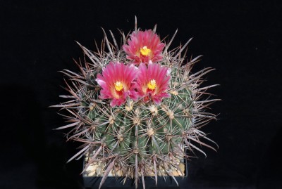 IMG_5099-a.jpg (474.4 KiB) 13818 mal betrachtet Feroc. fordii subsp. fordii, Isla Natividad