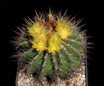 IMG_5138-a.jpg (177.71 KiB) 13816 mal betrachtet Feroc. schwarzii-Hybride