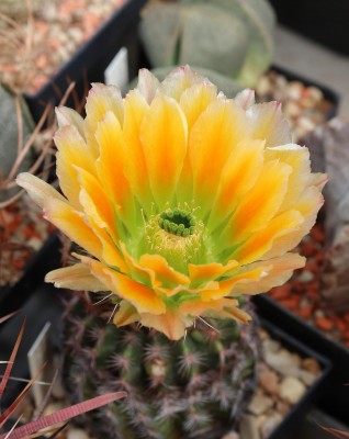 IMG_5253-a.jpg (250.07 KiB) 16457 mal betrachtet Echinocereus ctenoides