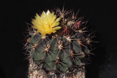 IMG_5983-a.jpg (178.11 KiB) 13225 mal betrachtet Feroc. lindsayi