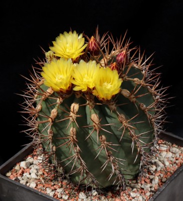 IMG_6197-a.jpg (223.53 KiB) 13225 mal betrachtet Feroc. lindsayi